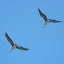 Pair Of Pelicans