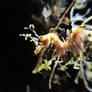 Birch Sea Dragon