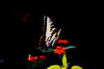 Swallowtail II by LDFranklin