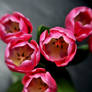 Pink Tulips LB VII