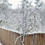 Tree Along The Fence