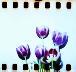 Diana 2 32 Tulips by LDFranklin
