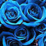 Anniversary Roses In Blue