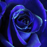 Blue Rose Petals by LDFranklin