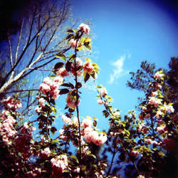 Holga 1 7 Flowers