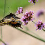 LC Butterflies I