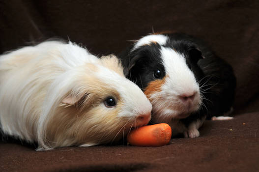 CPR Guinea Pigs XII