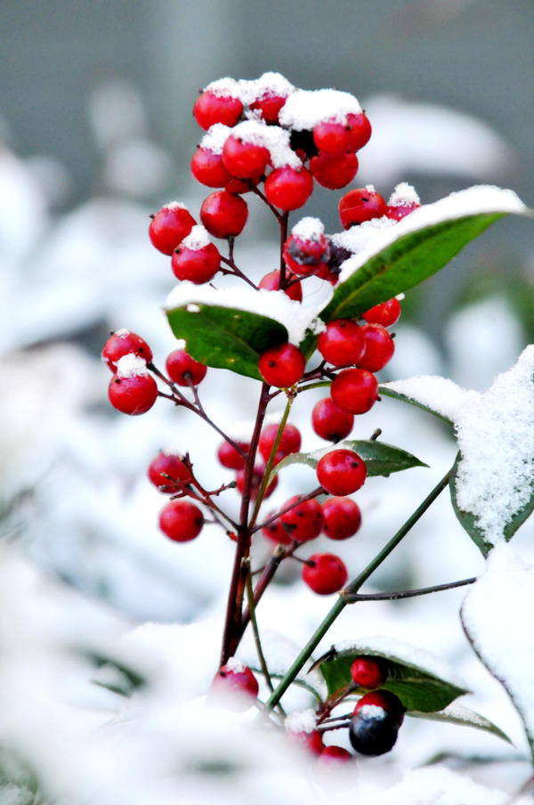 Snow Day Berries