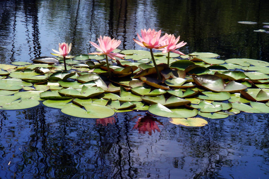 Museum Flowers IV