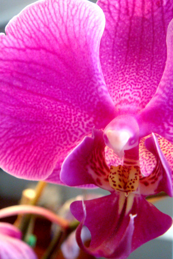 Pink Orchids II