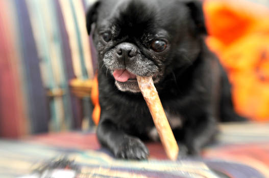 Pug With A Bully Stick I