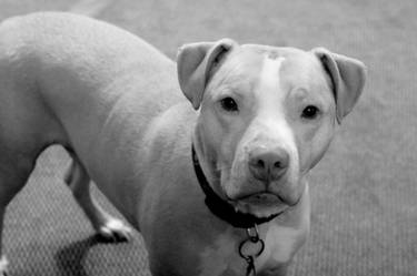 Pit Bull I