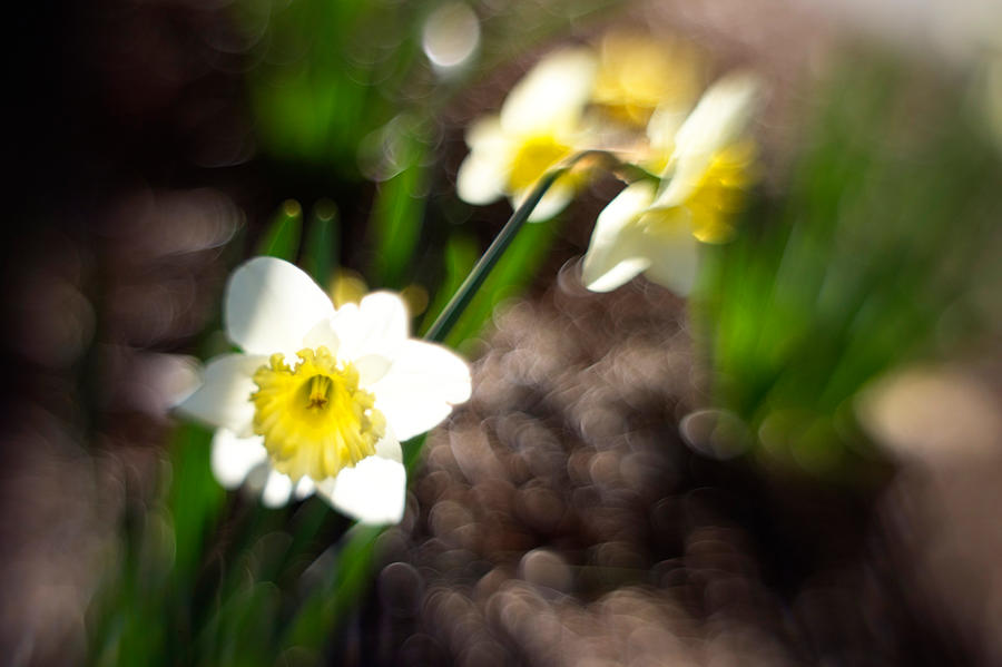 Daffodil Garden