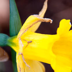 Backyard Flowers IV