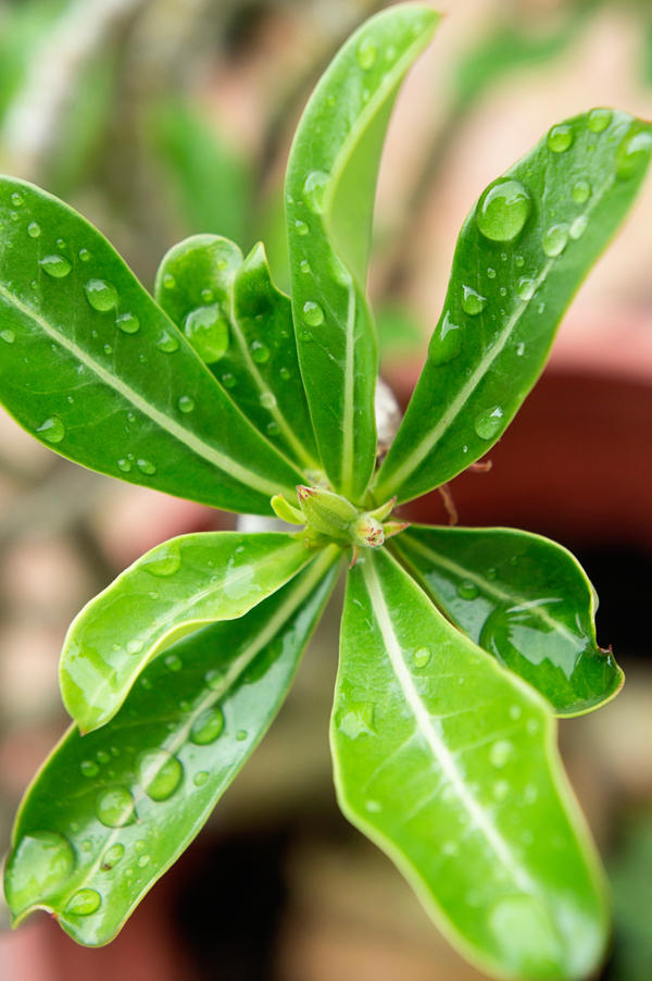 Backyard Plant After The Rain