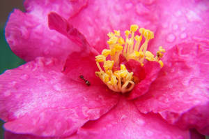 Wet Macro Roses X