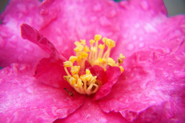 Wet Macro Roses IX