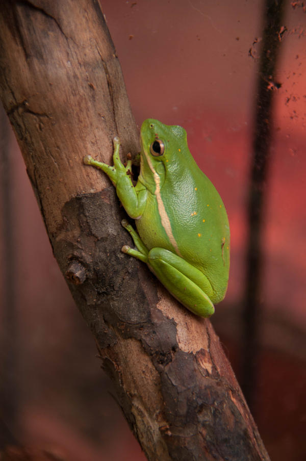 Tree Frog II