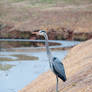 Birds At The Lake I