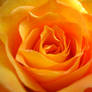 Anniversary Roses 4