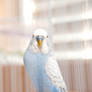 Budgies I