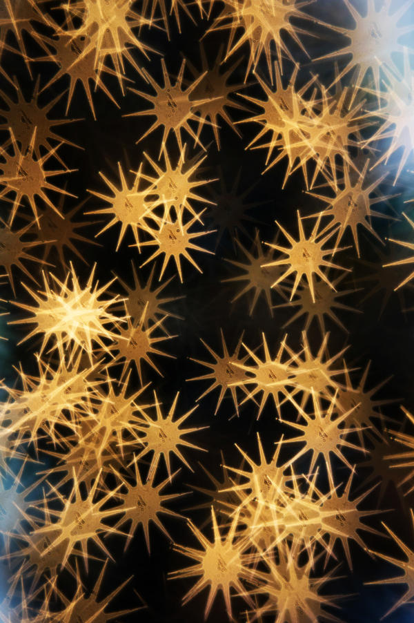 Bokeh Burst