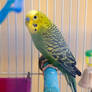 Budgies IV