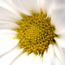 White Macro Flowers II