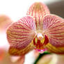 Valentine Orchids IX