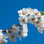 Park Cherry Blossoms VI