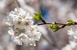 Park Cherry Blossoms XXXII by LDFranklin