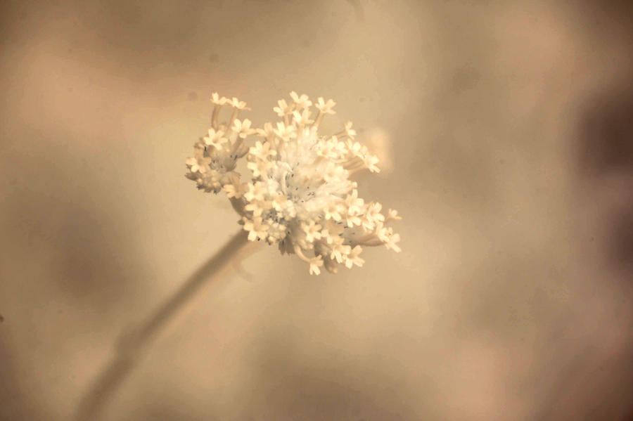 Infrared Botanical Garden II