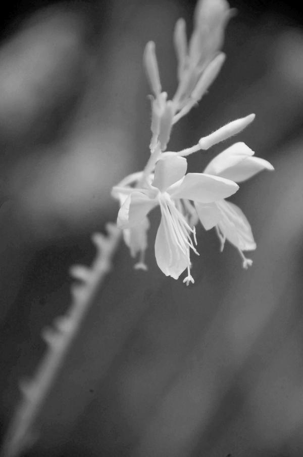 Infrared Botanical Garden I