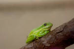 Tree Frog IV by LDFranklin