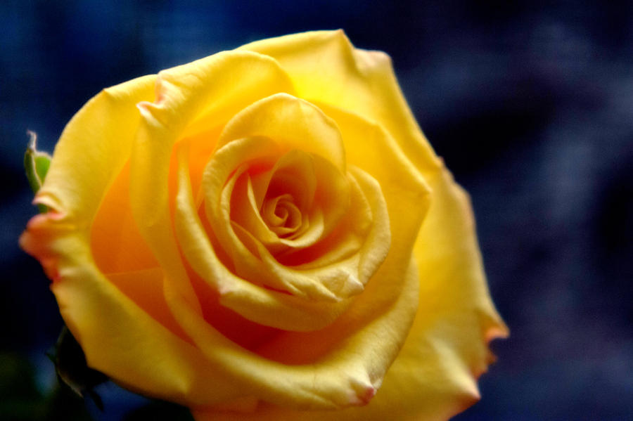 Evening Yellow Roses III by LDFranklin on DeviantArt