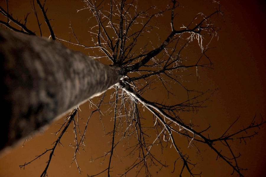 Bare Tree IR by LDFranklin Bare Tree IR by LDFranklin