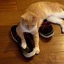 Guarding My Shoes