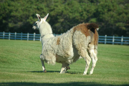 Llama Butt