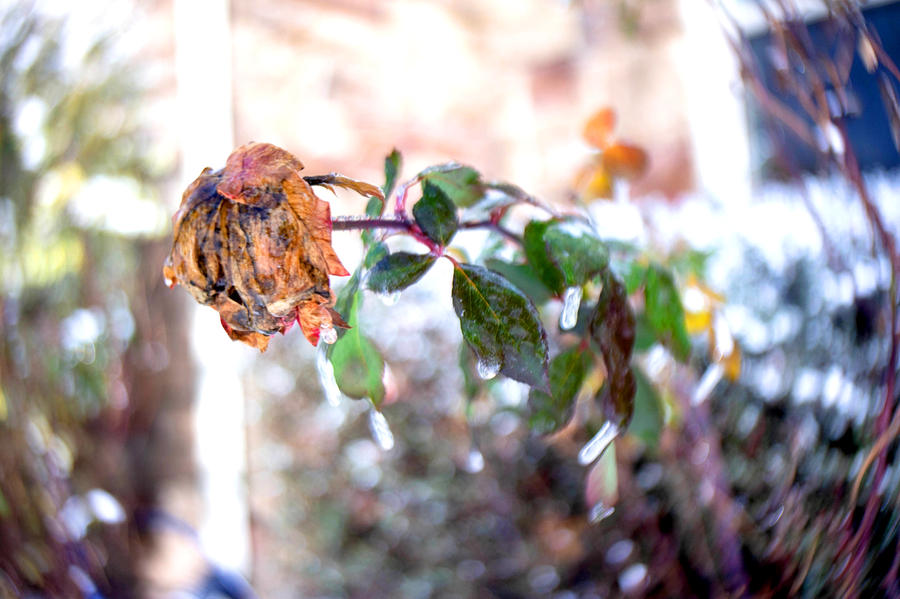Dead Rose I by LDFranklin on DeviantArt