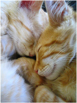 Snuggle Kittens by LDFranklin Snuggle Kittens by LDFranklin