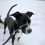 Snow Day Pets IV