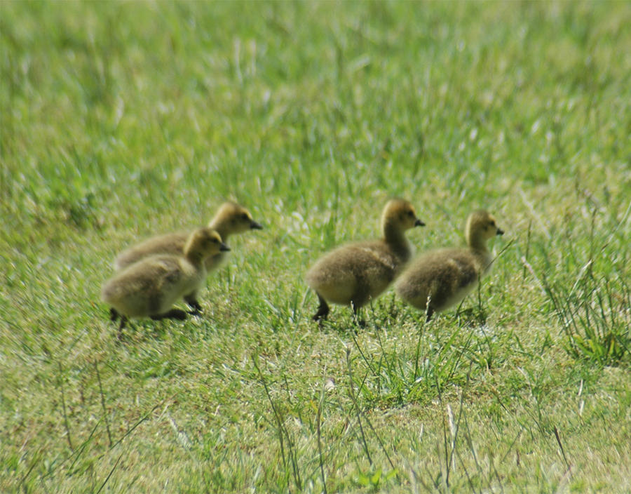 Baby Geese