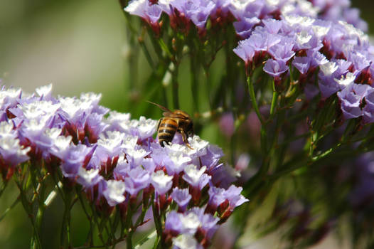 California Flowers 06