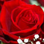 Red Roses 41