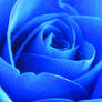 Blue Rose 1