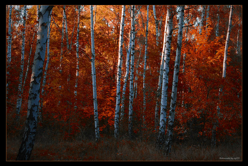 Birches wood of Dream