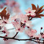 Sakura Spring by stg123 on DeviantArt