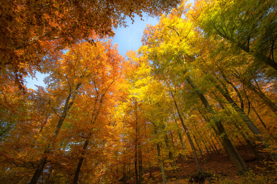 Rainbow Forest II