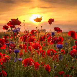 Poppys Sunset