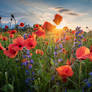 Poppies at Sun